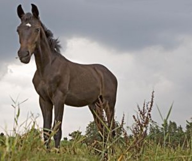 Horse horse Arab people in a tall grass about Arabian horse Bit